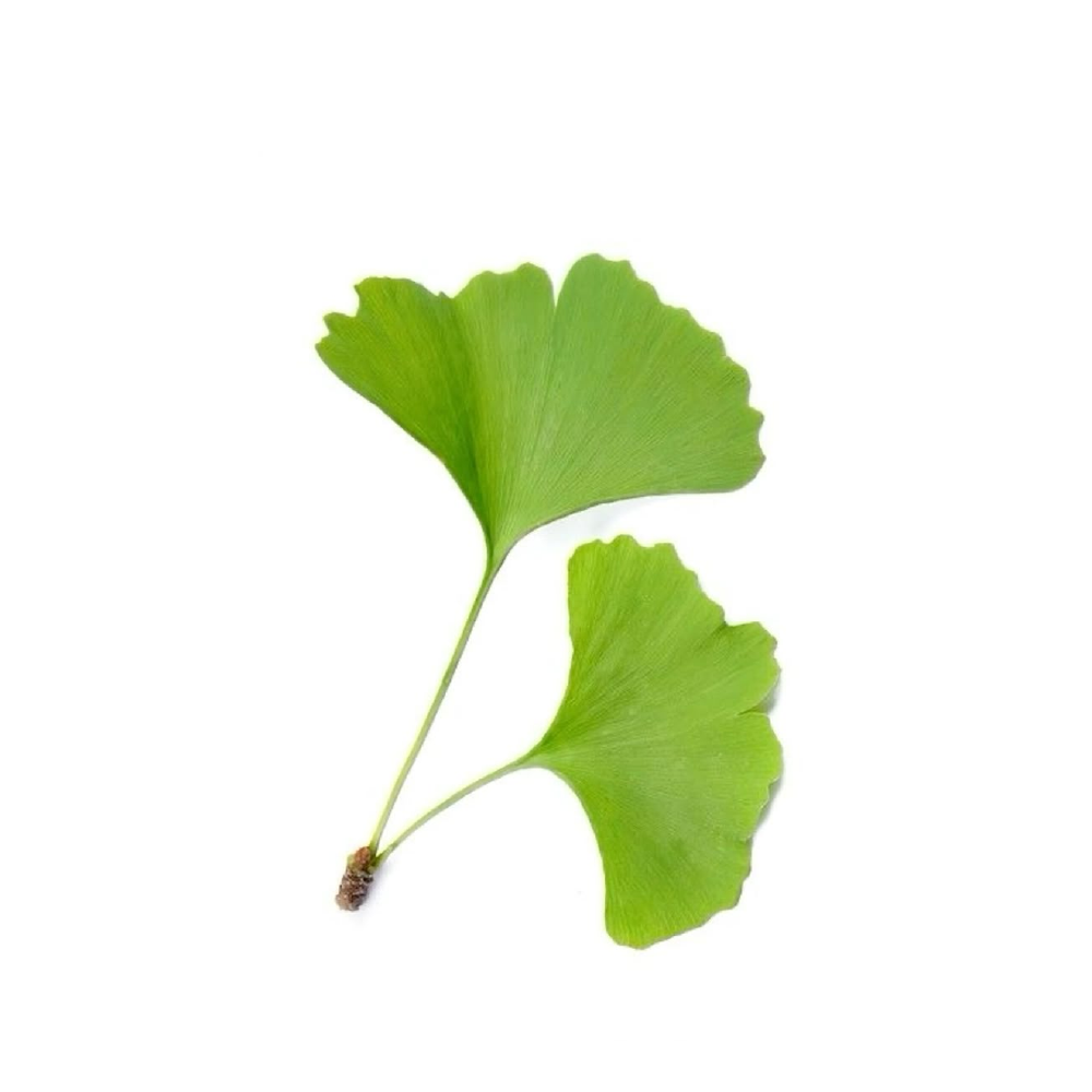 Ginkgo Biloba 60 mg
